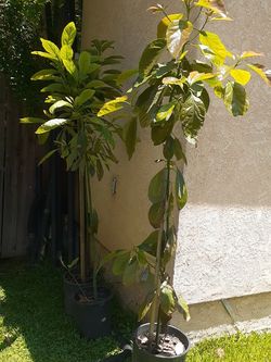 Arboles De Ahuacates Hus.