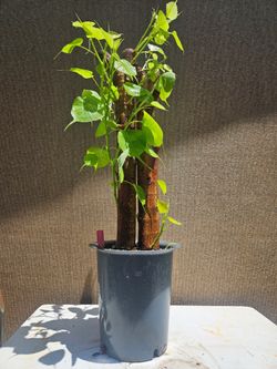 Ficus religiosa ( Sacred fig ) Bonsai Tree  Outdoor and Indoor plant