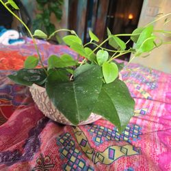 Lovely Vining Insulin Plant In 7in Wide Cute Pot