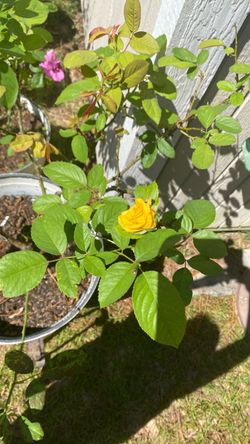 Roses in Pot