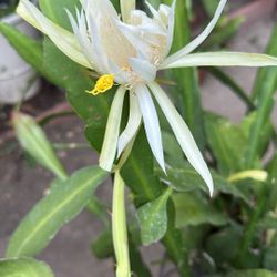 Cactus Orquídea  Blanca 