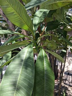 Dark Red Plumeria Tree