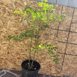 Moringa Plant 