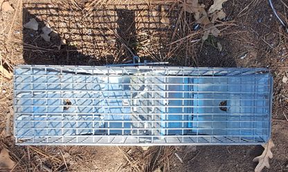 Metal Humane Live Animal Trap