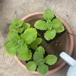 Mexican Mint Or Wix Plant Plus Mother Of Thousands 