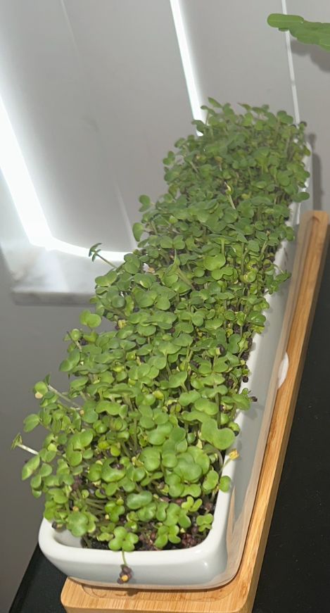 Mustard Seeds Micro Greens