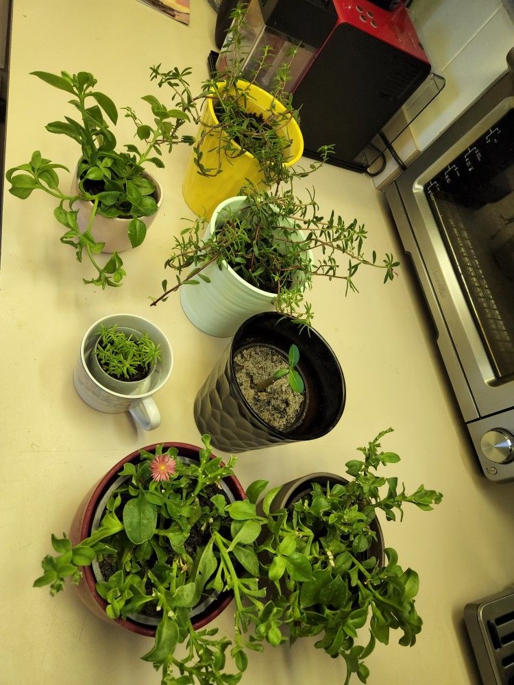 Succulents. $10 Each