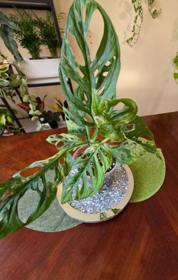 🌿 Monstera Adansonii Mottled Mint