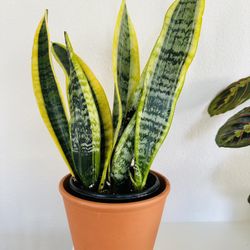 Snake Plants In 6” Pot