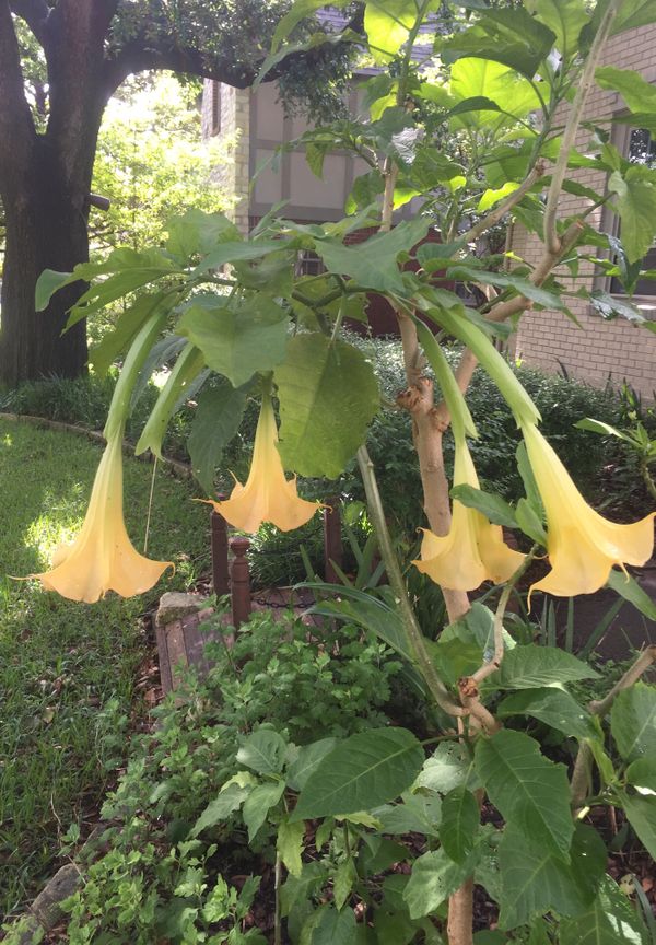 Angel Trumpet plant in pink and yellows for Sale in Dallas