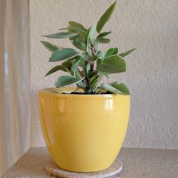 Healthy Beautiful Indoor Plant(Peperomia)