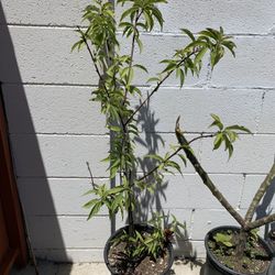 2ft tall Pink Peach blossom flowers tree