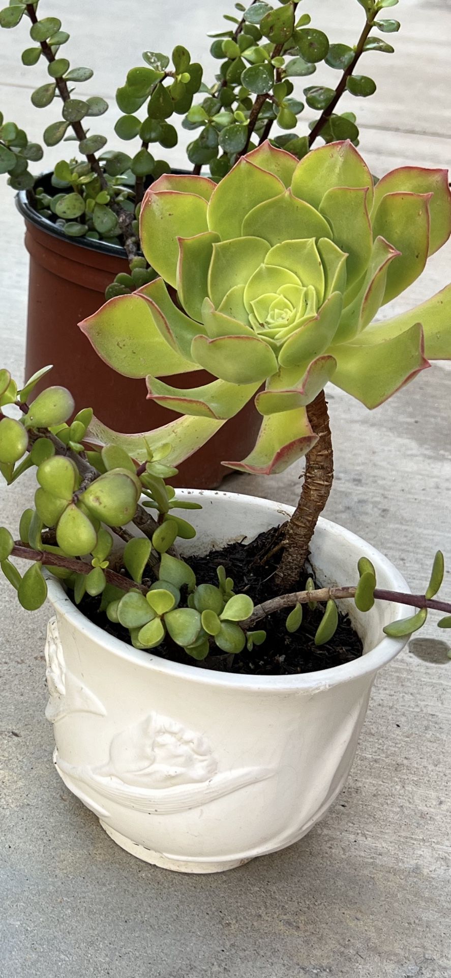 Succulent Plants In A White Ceramic Pot