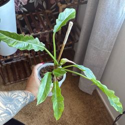 Live Plant 🌱 Philodendron Ring of Fire – Collector Plant