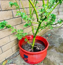 Japanese Maple with pot