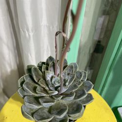 Suculent 🪴🪴