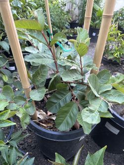 15 Gallon Ruby Guava Fruit Tree, cây ổi ruby Đài Loan ruột đỏ
