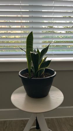 Snake plant