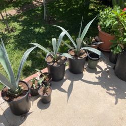 Blue Agave Cactus