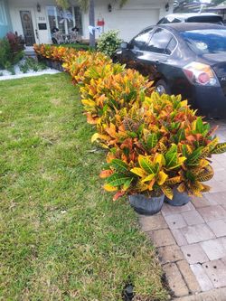 Croton Flower