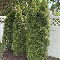 Emerald Green Arborvitae Tree (Smaragd) Evergreen