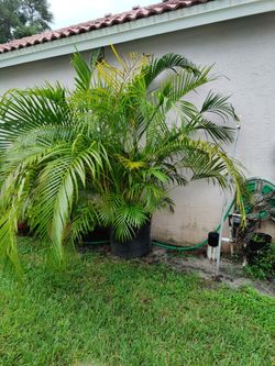 Beautiful 6 Foot Areca  Palm Plant Located In Palm Beach Gardens 