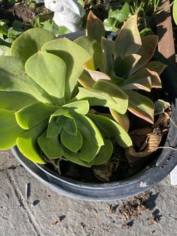 Laguna beach succulents