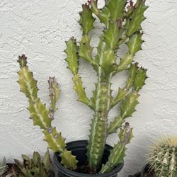 6in Pot Variegated Cactus Plant 