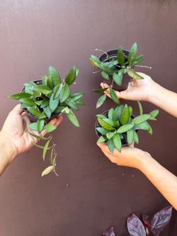 4” hoya rosita ( price is for each )