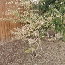 Garden Plant Blueberry $10,$20,$30, Depends Of Size,  From Ground 