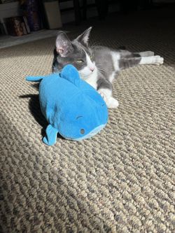 Shark Plushie