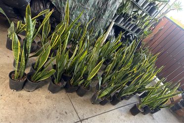 Snake plant