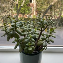 Beautiful Jade Plant
