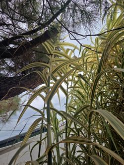 Carrizo variegado