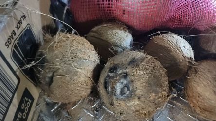 Dry Coconuts Bulk Volume Sale Make Me An Offer