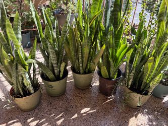 Snake plants
