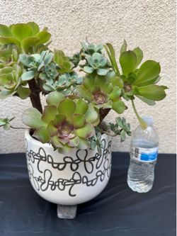 Mixed Succulent Plants