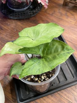 Syngonium