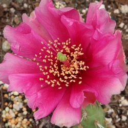 Opuntia X Red Gem  Cold Hardy 