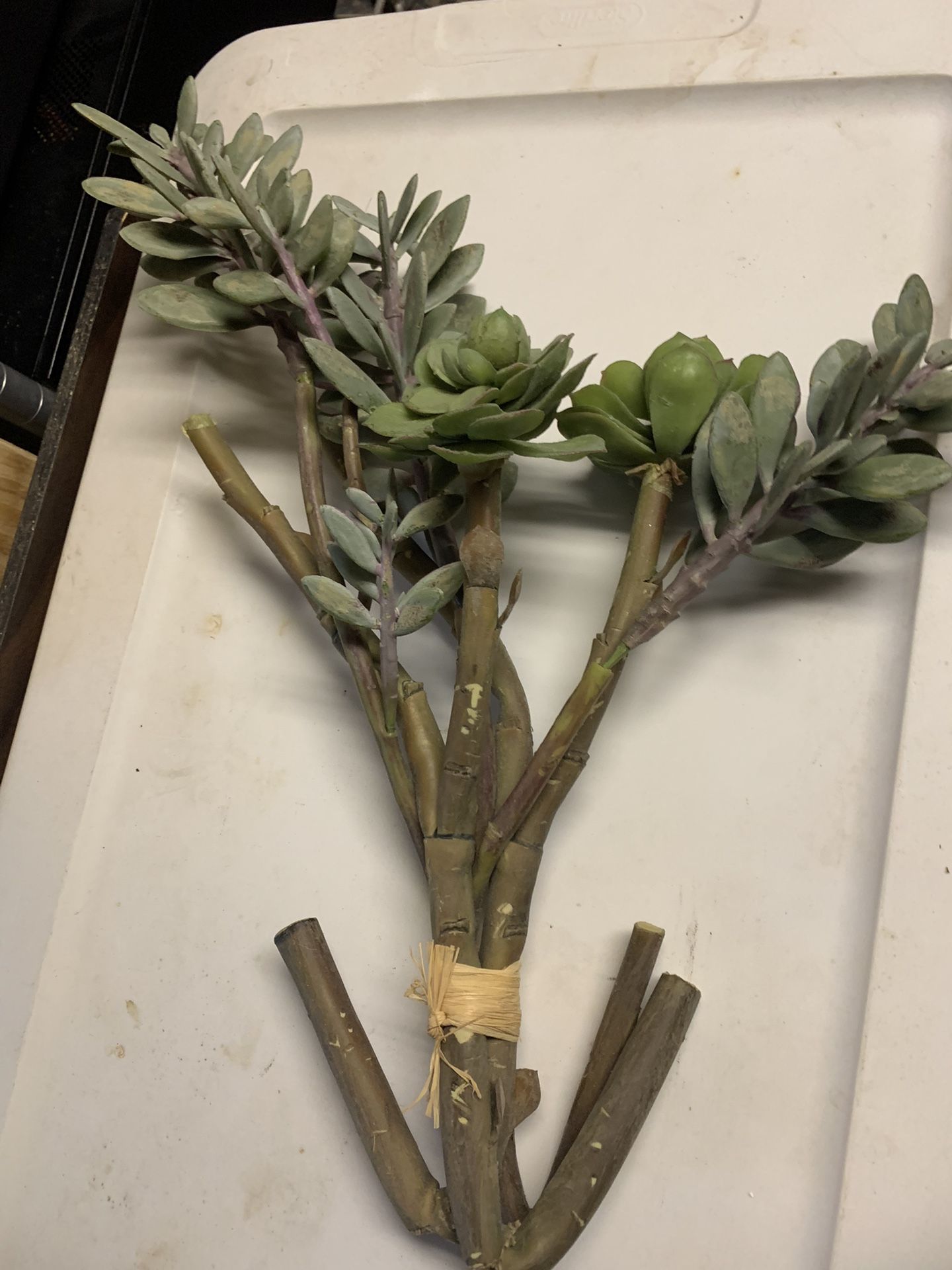 Faux Succulent Branches