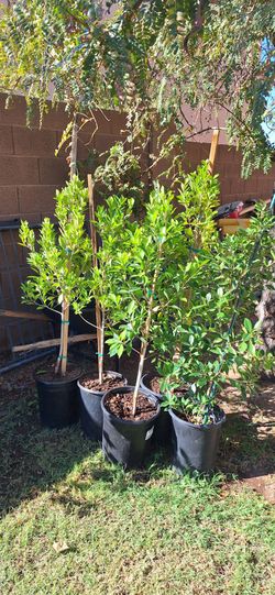 Ficus trees