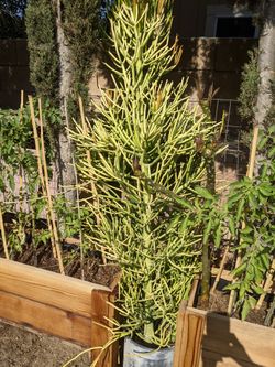 Fire Sticks Euphoria Plants Also Known As Spineless Pencil Sticks 3 Total See Description For Prices.