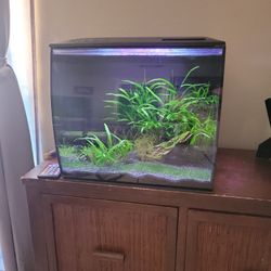 Established Freshwater Tank 9gal