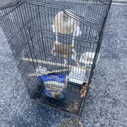 Very Tall Birds Cage 