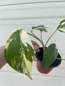 Albo Epi plant