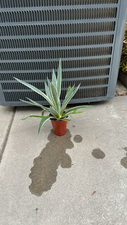 VARIEGATED AGAVE