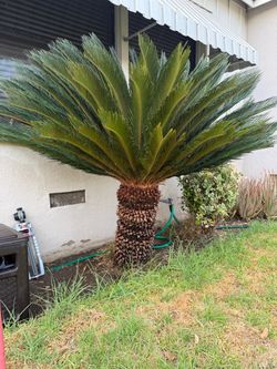 Sago Palm