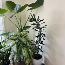 Live Healthy Large Plants ($30 - $120)