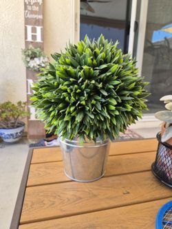 Home decor plant
