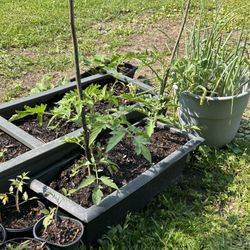 Veggie Plants For Sale